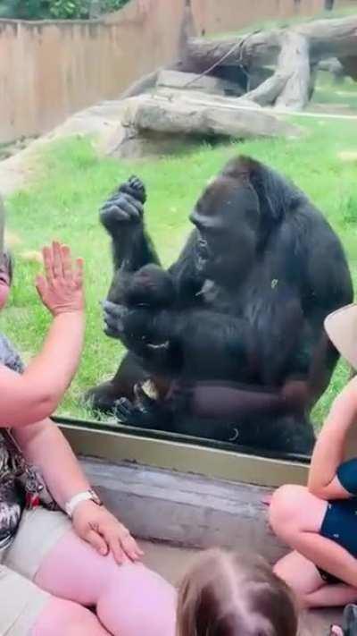 Proud loving mama gorilla kisses and shows her baby to humans