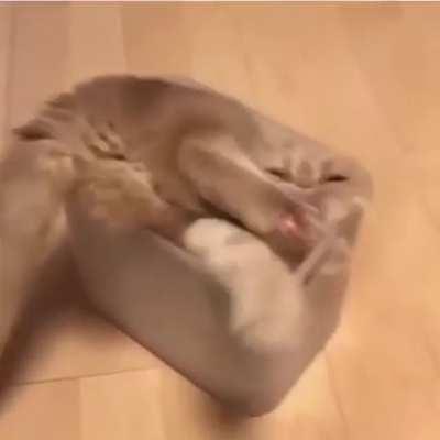 Another proof cats are made of liquids. 😹