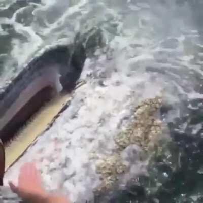 🔥 Gray whale stops by for some scratches