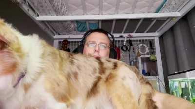 What it’s like working with a border collie that thinks she’s a lap dog