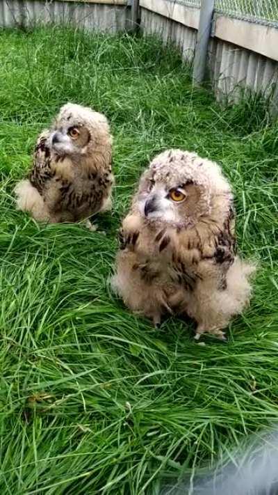 2 months old Eurasian eagle-owls. Video from Alaveski Loomapark in Estonia.