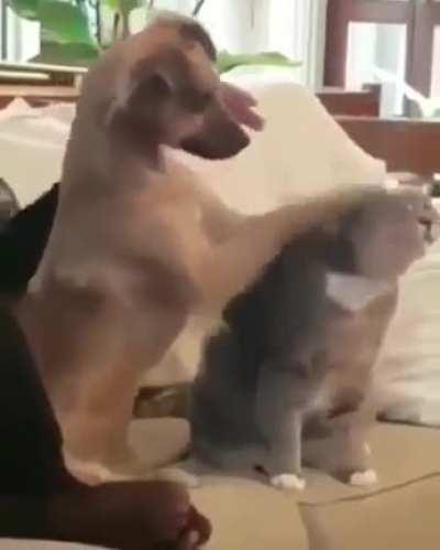 hes trying his best!