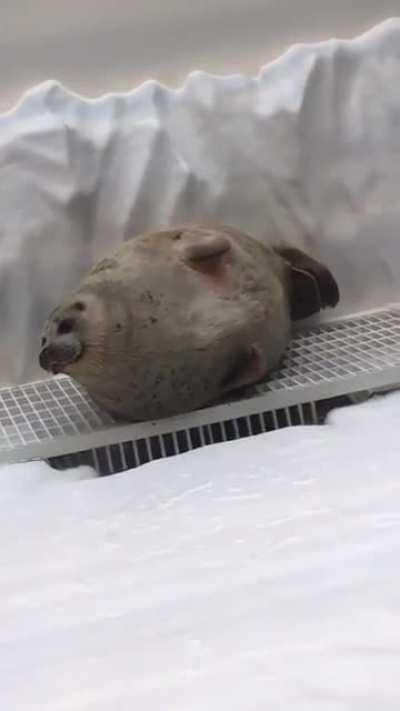 Absolute Unit of a Seal