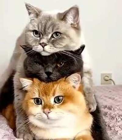cat stack