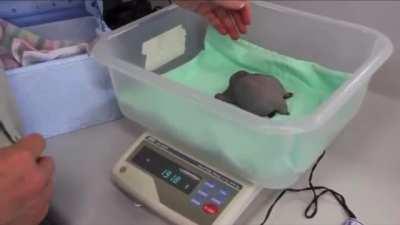 This small creature having a snack and getting a bath is called a puggle (baby echidna)