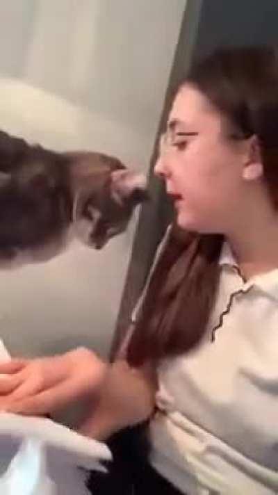 Cat gets hit with 