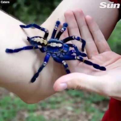 Cobalt blue tarantulas are mesmerizing.