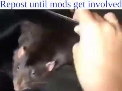 Repost Until Mods Get Involved