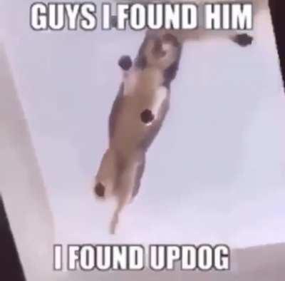 UPDOG SIGHTING IN 4K (Heil Spez)