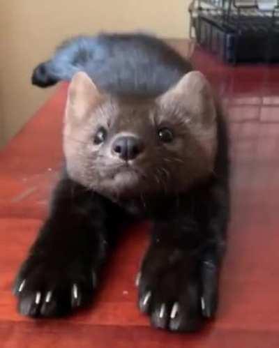 What is this animal I found on the internet? It's extremely cute!