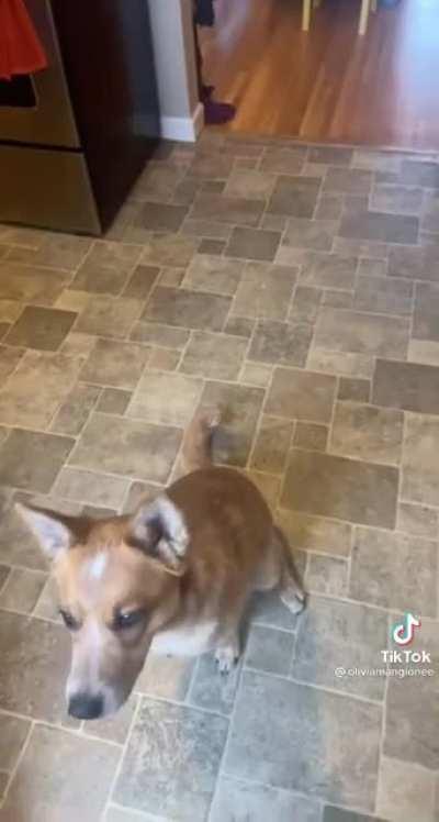 i haven’t questioned a dog’s intelligence in so long