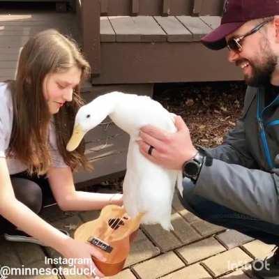 See how could a duck make the best tunes