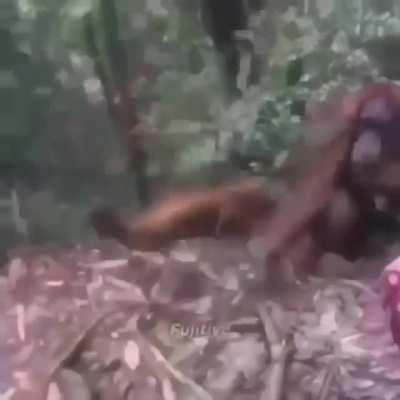monkey gets yeeted