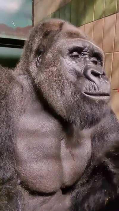 Gorilla reacts to fart