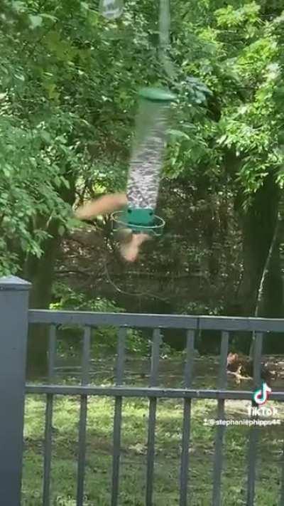 Don’t steal the bird feed !!