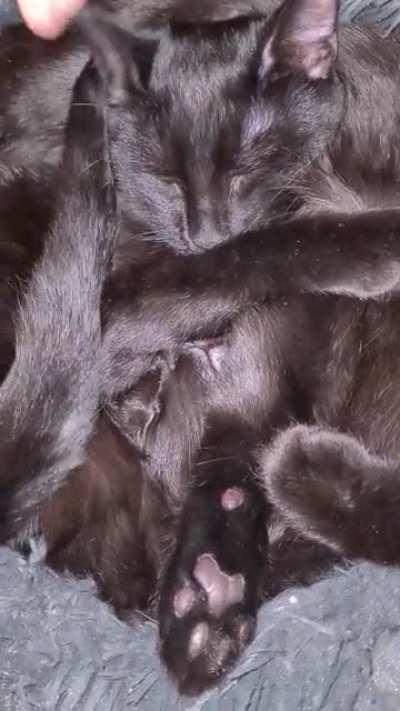 These two, Truffle and Mushie, often like to merge to form a giant void.