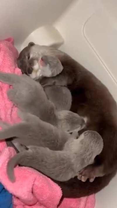 Otter mother and pups in .