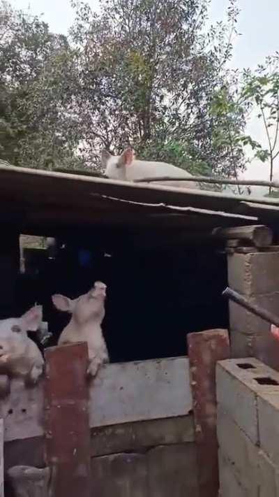 The reason why you should diet