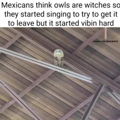 Суеверные мексиканцы подумали, что залетевшая в церковь сова – это ведьма, и стали петь, чтобы прогнать её. А она начала танцевать в ритм