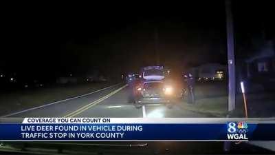 Drunk 19 year old pulled over with a live deer in her vehicle.
