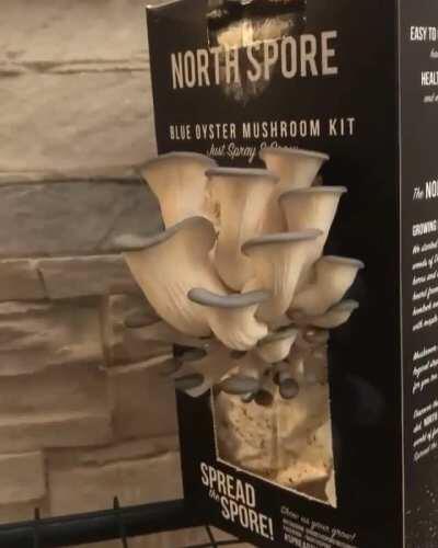 You can buy a box that allows you to grow your own mushrooms for consumption.