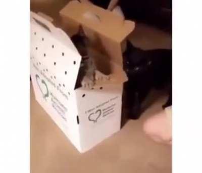 You betrayed me hooman