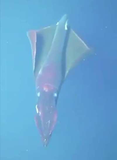 This 7-foot Dana Octopus squid flashing its photophore organs which help it stun its prey