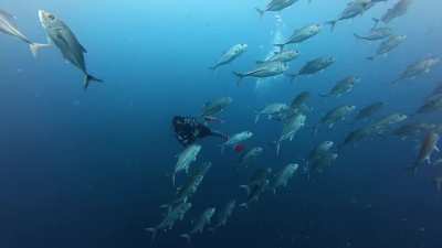 Bigeye Trevally aka Bigeye Jack