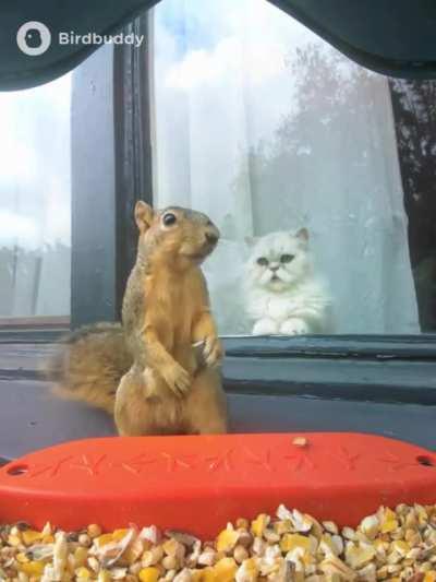 A cat mesmerised watching a squirrel at the bird feeder