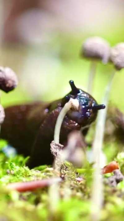 Snail eating a mushroom