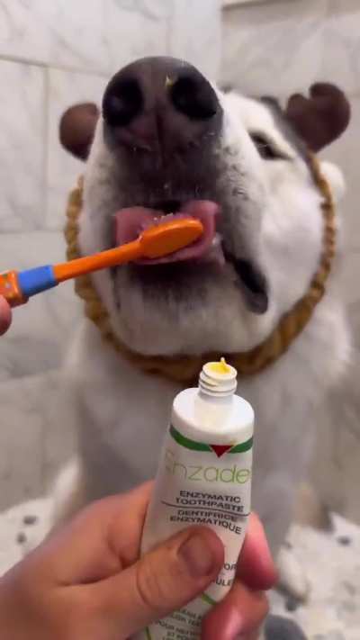 This dog getting cleaned.