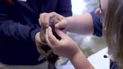 Here's a Baby Beaver to brighten your day