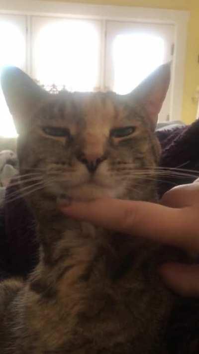 You can boop it, she doesn’t mind!