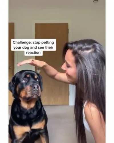 When you suddenly stop petting your dog