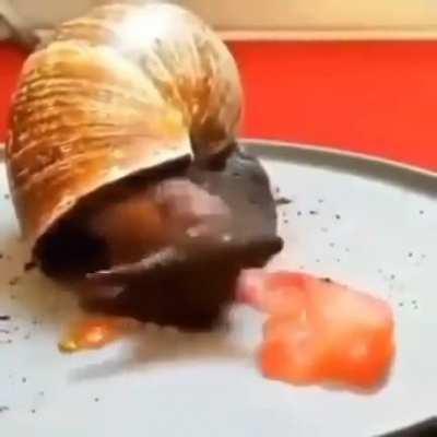 Moldy snail