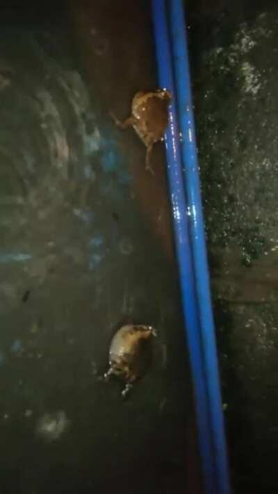 Se iau la bataie broscaisii.