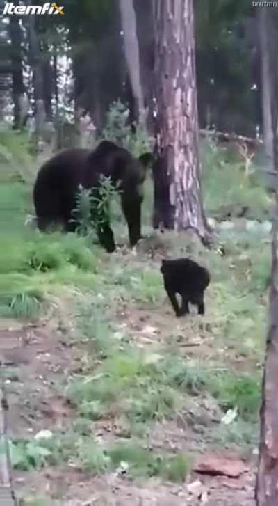 Ruski cat takes on a bear