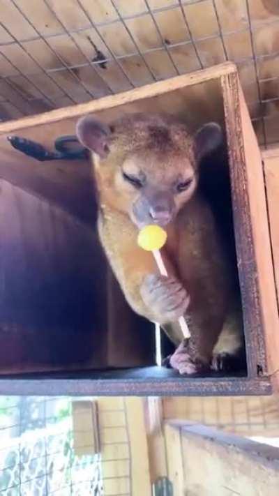 Didn't know they eat lollipop