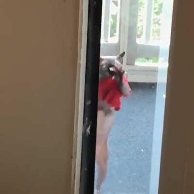 Tuna got locked out on the porch