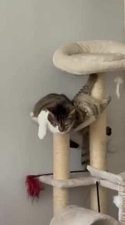 My cat casually outsmarting my other cat for the best spot on the cat tree