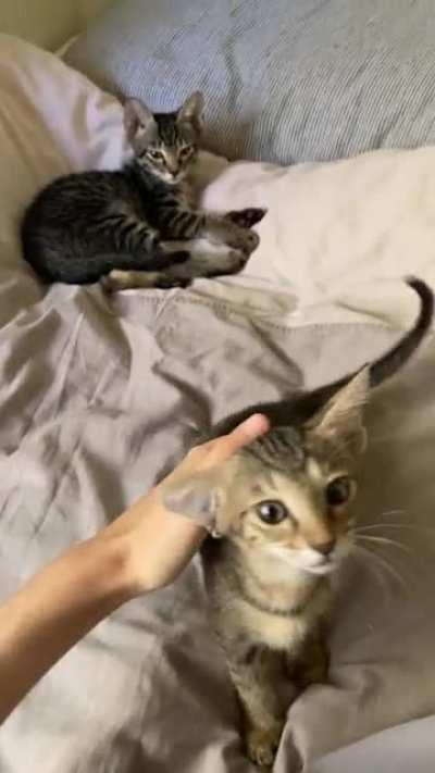 Zoe and Tobias, the naughtiest kittens I’ve ever met, in a rare moment of calm