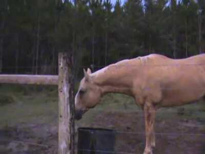 My Bovinophobic People Need Me