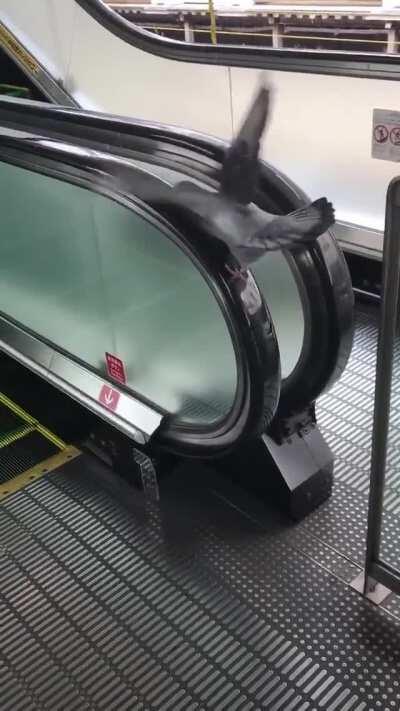 This pigeon in an epic battle with handrails