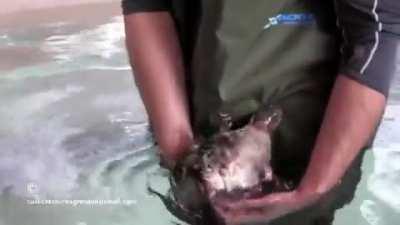 Platypus are extremely affectionate, enjoying cuddles and belly rubs from their handlers