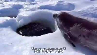 This seal loves Eggs or l'deggs or something..