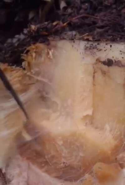 Fatwood being pulled apart