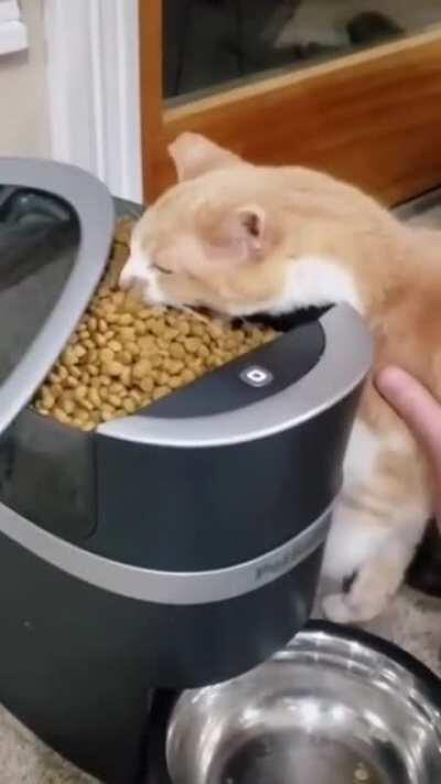 Sneaking in a giant mouthful of food