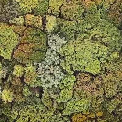 Ariel view of treetops swaying