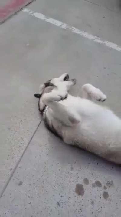 Husky throws tantrum in car park