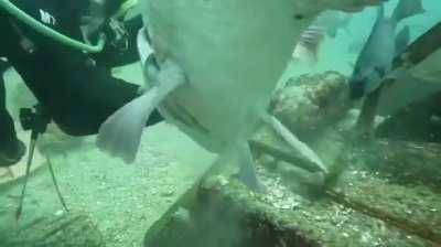 Whoa, I see it for the first time. What type of fish is this?